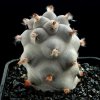 Tephrocactus_geometricus